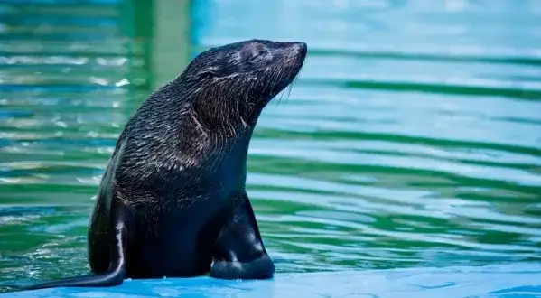 Łeba: Oceanarium, fokarium, 3D? Co wybrać dla rodziny?