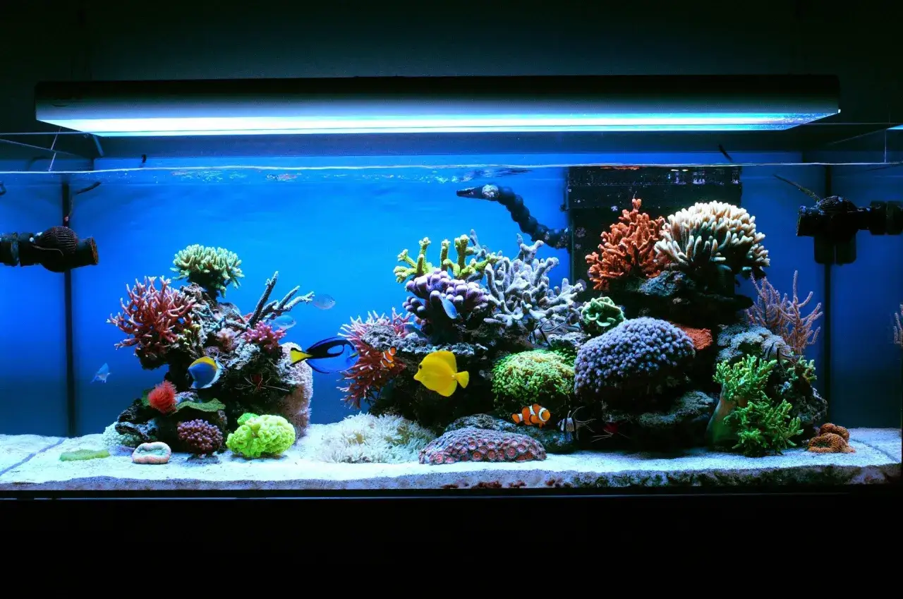 kolorowe ryby w oceanarium rafa koralowa